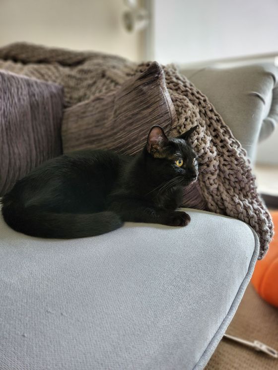 Black cat on grey couch